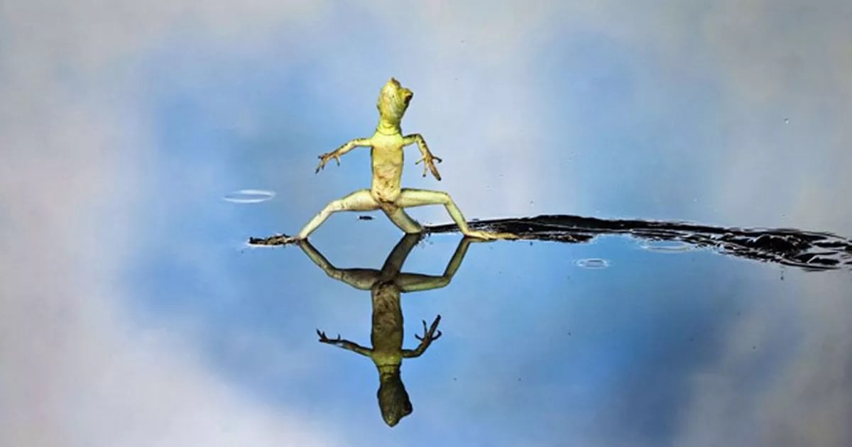 The lizard who's a wizard at walking on water Mirror Online